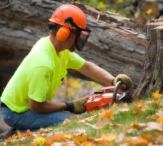 tree services La Belle